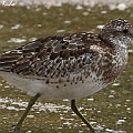 Great Knot Juv to 1W<br />Canon EOS 7D + EF400 F5.6L